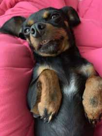 Lost Dog