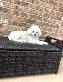 Lost Dog