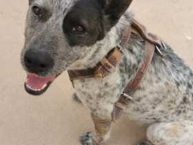 Lost Dog