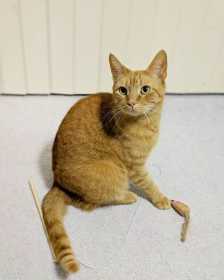 Lost Cat
