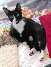 Lost Cat