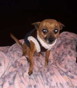Lost Dog