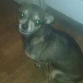 Lost Dog