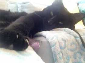 Lost Cat