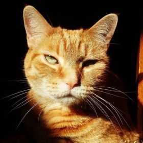 Lost Cat