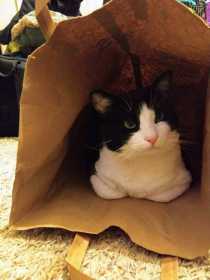 Lost Cat