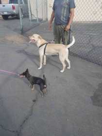 Lost Dog