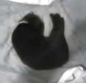 Lost Cat