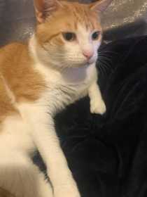 Lost Cat