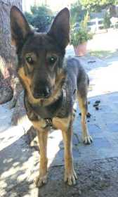 Lost Dog