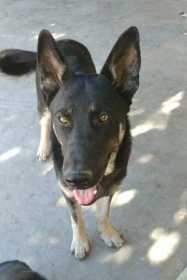 Lost Dog