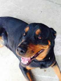 Lost Dog