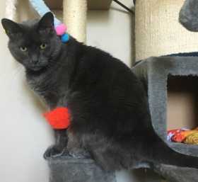 Lost Cat