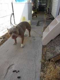 Lost Dog