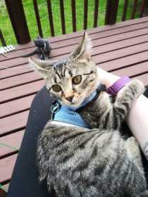 Lost Cat