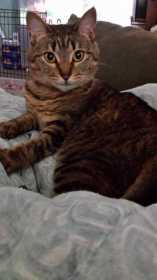 Lost Cat