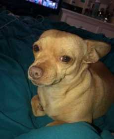 Lost Dog