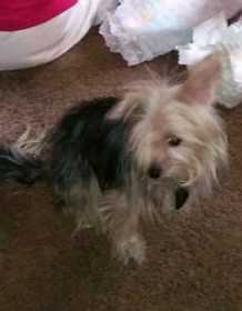 Lost Dog