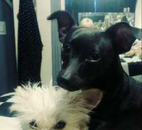 Lost Dog