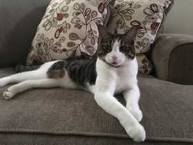 Lost Cat