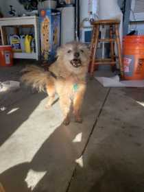 Lost Dog