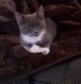 Lost Cat