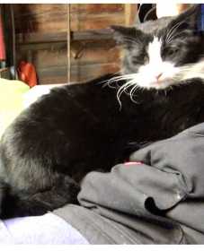Lost Cat