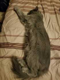 Lost Cat