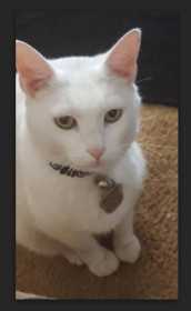 Lost Cat