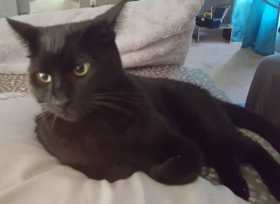 Lost Cat