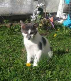 Lost Cat