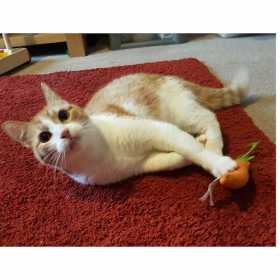 Lost Cat