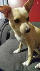 Lost Dog