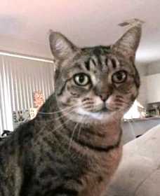 Lost Cat