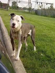 Lost Dog
