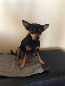 Lost Dog
