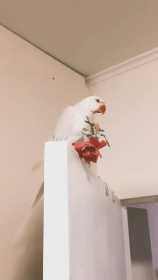 Lost Indian Ringneck Parakeet