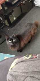 Lost Cat