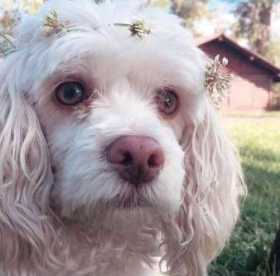 Lost Dog