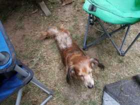 Lost Dog