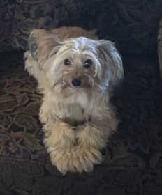 Lost Dog