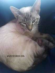 Lost Cat