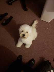 Lost Dog