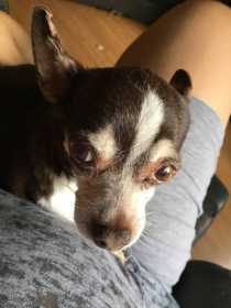 Lost Dog