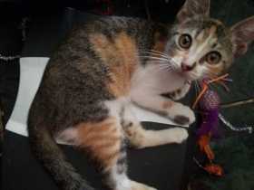 Lost Cat