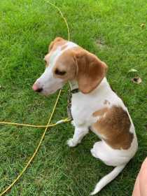 Lost Dog