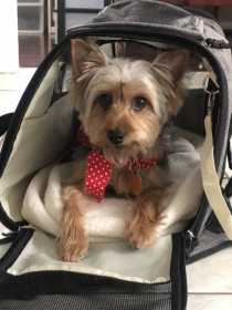 Lost Dog