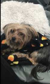 Lost Dog