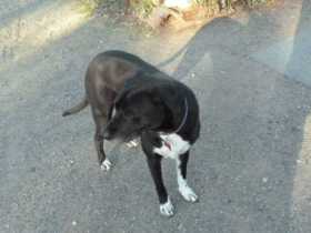 Lost Dog