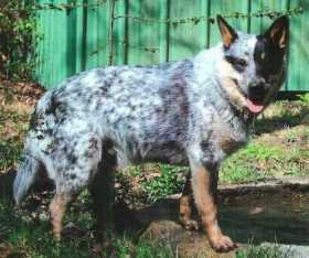 Lost Dog